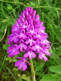 Anacamptis pyramidalis